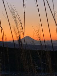 Silhouette plants on landscape against sky during sunset