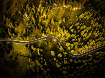 Road through the forest between lights and shadows