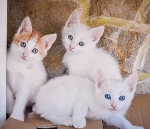 Portrait of cats sitting