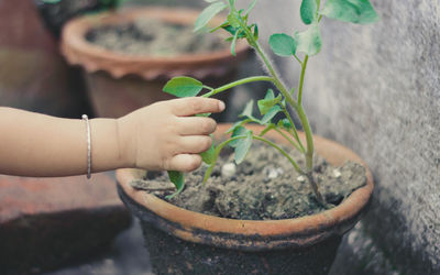 Cropped hand holding potted plant