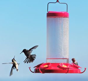 Bird flying over beach against clear blue sky