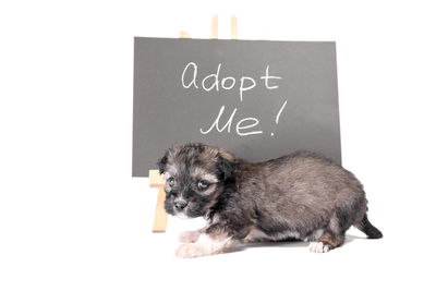 Portrait of a puppy against white background