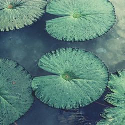 High angle view of leaves floating on water