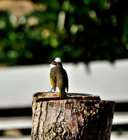 Close-up of bird perching on wood