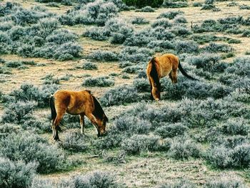 Wild horses grazing on field