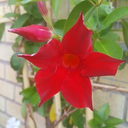 Close-up of red flowering plant