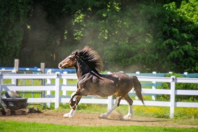 Horse standing on field