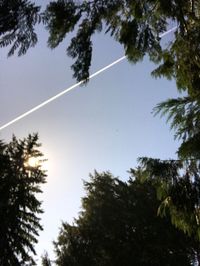 Low angle view of trees against clear sky