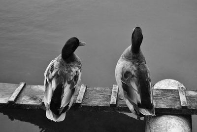 Close-up of birds perching on wood