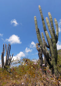 Low angle view of cactus plants against blue sky