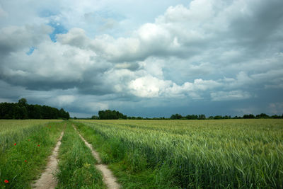 Dirt road through a field with green grain and dark rainy clouds on the sky
