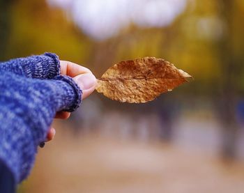 Close-up of man hand holding purple leaf