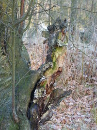 Trees in park