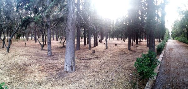 Trees in forest