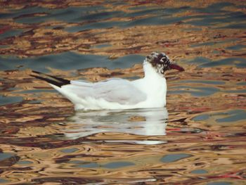 View of swan swimming in lake