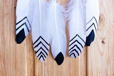 Close-up of feathers on wood