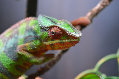 Close-up of a lizard on leaf