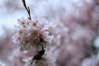 Close-up of cherry blossoms in spring