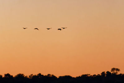 Low angle view of silhouette birds flying against orange sky