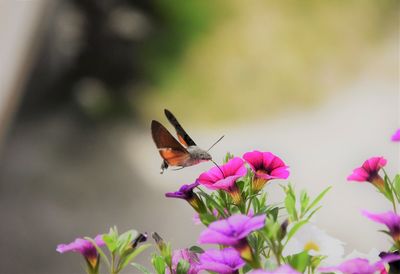 Close-up of hummingbird hawkmoth pollinating on pink flower