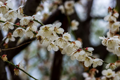 Close-up of white cherry blossom tree