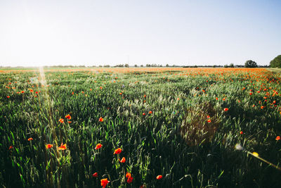 Scenic view of field against clear sky