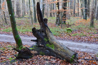 View of tree in forest