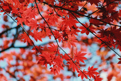 Low angle view of maple leaves on tree