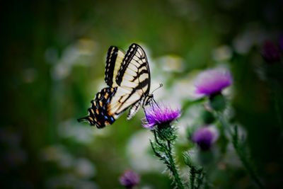 Close-up of butterfly pollinating on purple flower