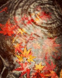 Close-up of maple leaves floating on water