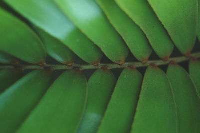 Full frame shot of green leaf