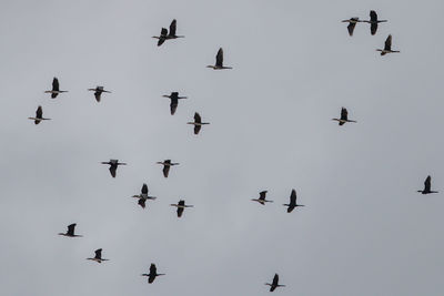 Low angle view of birds flying in sky