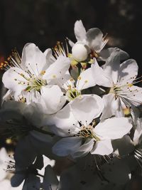 Close-up of white flowering plant