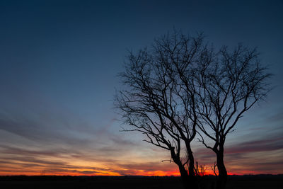 Black silhouettes of trees without leaves against the colorful sky after sunset