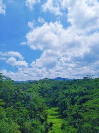 Scenic view of forest against sky