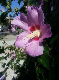 Close-up of pink flowers