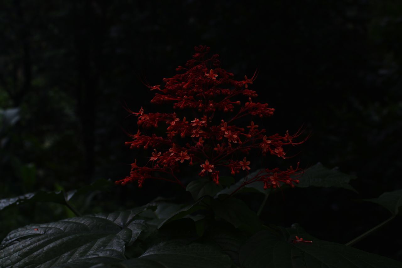 CLOSE-UP OF RED FLOWERING PLANT AGAINST TREES
