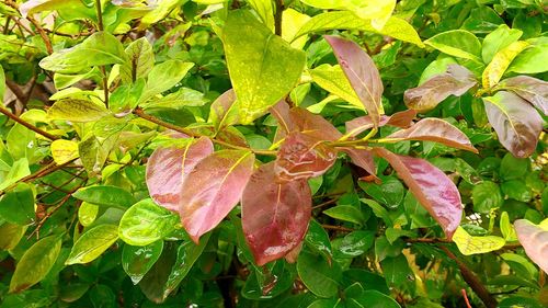 Close-up of fresh green plant