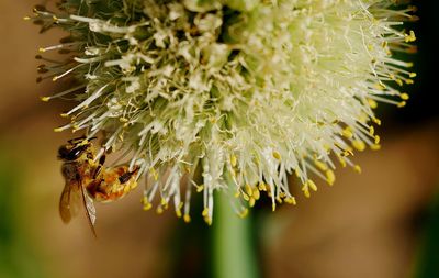 Close-up of flower against blurred background