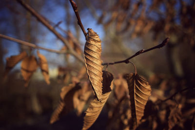 Close-up of dried leaves on plant