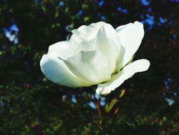 Close-up of white rose