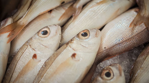 Close-up of fish for sale in market