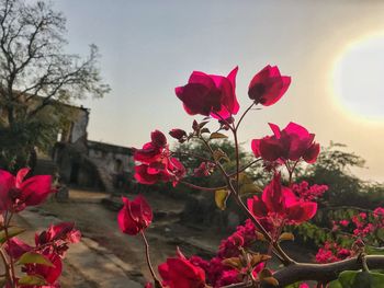 Pink flowers blooming on tree