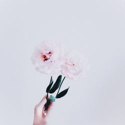 Close-up of hand holding flower over white background