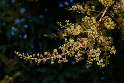 Close-up of flowering plant against tree