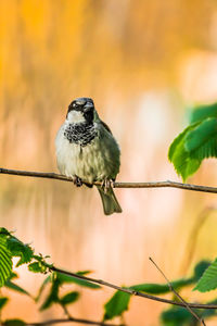 Close-up of bird perching on plant