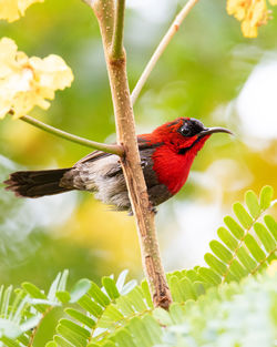 Bird perching on a branch