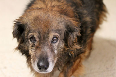 Close-up portrait of a dog