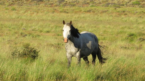 Horse standing in a field
