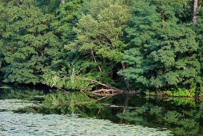 View of trees at riverbank